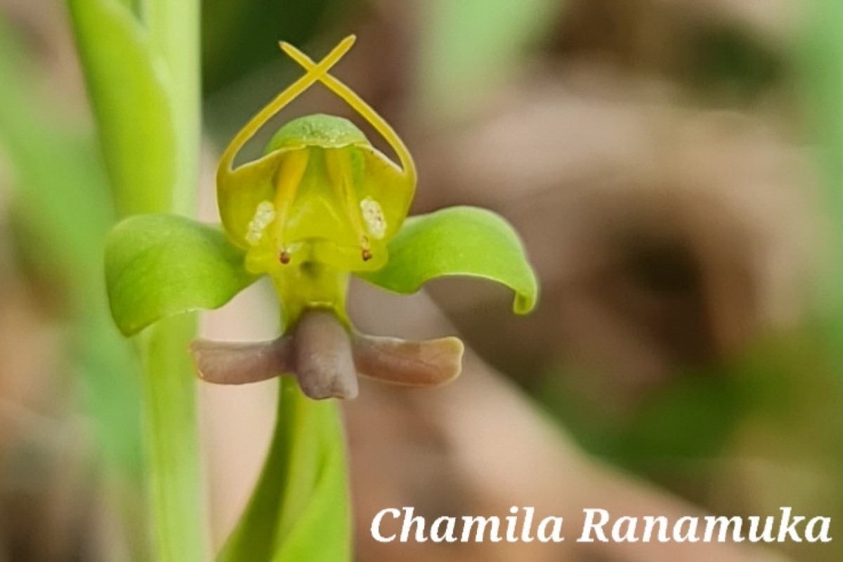 Habenaria acuminata (Thwaites) Trimen